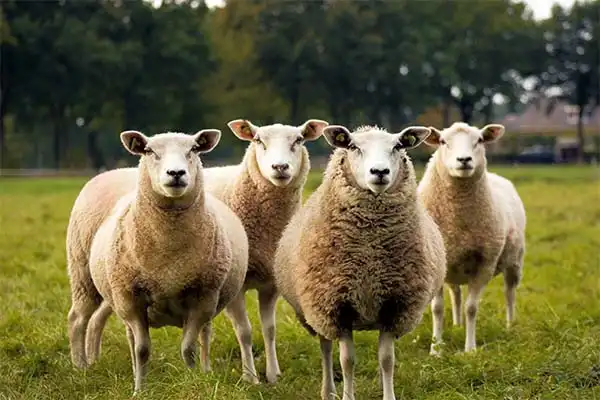 تعبیر خواب گوسفندان مرده ابن سیرین برای زن متاهل و باردار و دختر مجرد