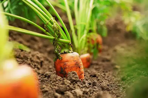 تعبیر خواب هویج چیدن + برای زن متاهل و باردار و دختر مجرد