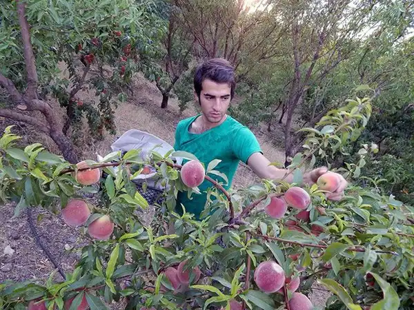 تعبیر خواب هلو چیدن + برای زن متاهل و باردار و دختر مجرد