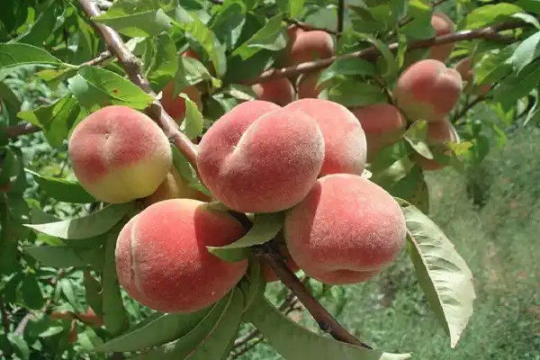 تعبیر خواب هلو و شلیل + برای زن متاهل و باردار و دختر مجرد