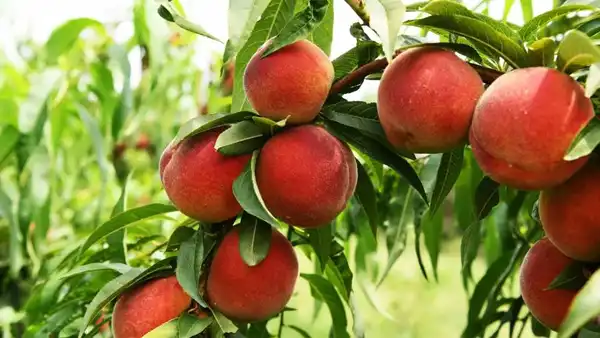 تعبیر خواب کاشتن درخت هلو + برای زن متاهل و باردار و دختر مجرد