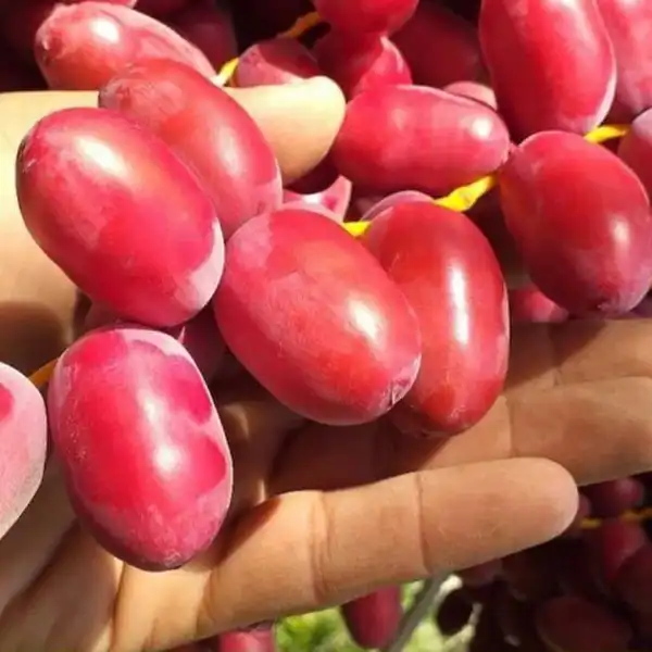 تعبیر خواب خارک سرخ برای زن متاهل و باردار و دختر مجرد