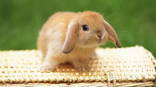 تعبیر خواب خرگوش در خانه + برای زن متاهل و باردار و دختر مجرد