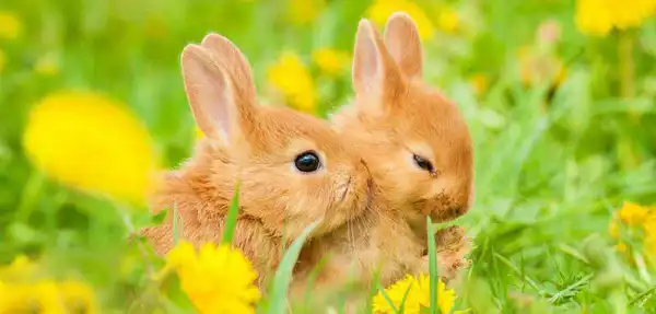 تعبیر خواب خرگوش طلایی + برای زن متاهل و باردار و دختر مجرد