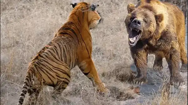 تعبیر خواب خرس و پلنگ + برای زن متاهل و باردار و دختر مجرد