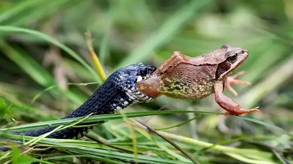 تعبیر خواب خوردن قورباغه توسط مار + برای زن متاهل و باردار و دختر مجرد