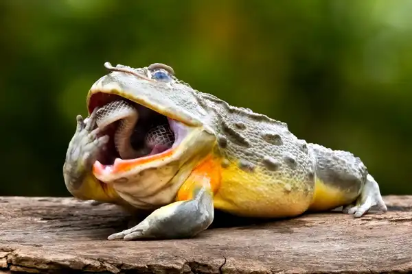 تعبیر خواب خوردن قورباغه + برای زن متاهل و باردار و دختر مجرد
