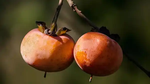 تعبیر خواب خرمالو چیدن از درخت برای زن متاهل و باردار و دختر مجرد