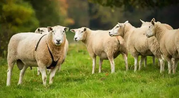 تعبیر خواب کشتن گوسفندان + برای زن متاهل و باردار و دختر مجرد