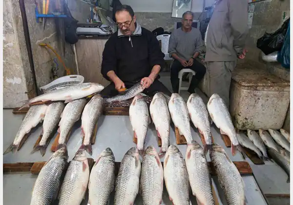تعبیر خواب ماهی سفید + برای زن متاهل و باردار و دختر مجرد