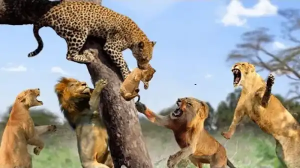تعبیر خواب پلنگ و شیر + برای زن متاهل و باردار و دختر مجرد