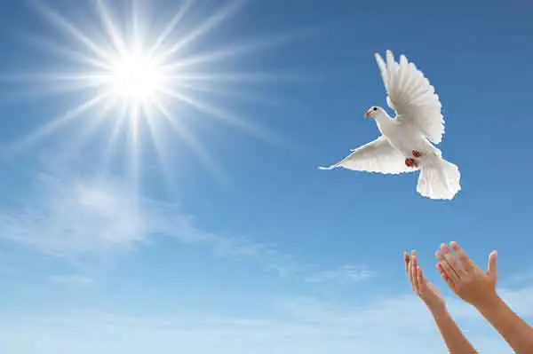 تعبیر خواب پرواز دادن کبوتر در خواب + برای زن متاهل و باردار و دختر مجرد