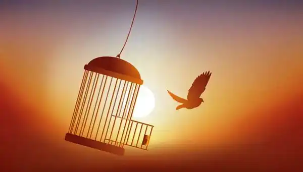 تعبیر خواب پرواز پرنده از قفس + برای زن متاهل و باردار و دختر مجرد