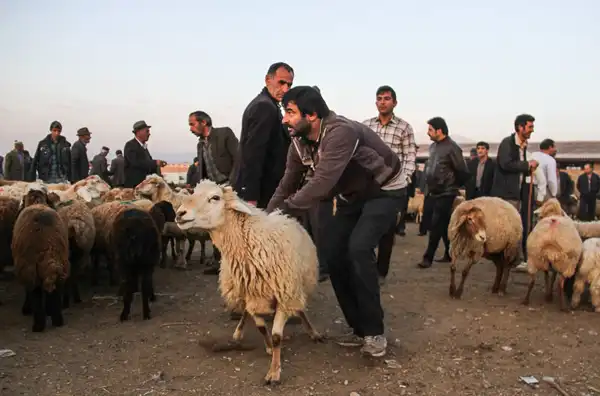 تعبیر خواب سر بریدن بره + برای زن متاهل و باردار و دختر مجرد