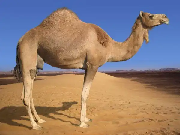 تعبیر خواب شتر در حال فرار برای زن متاهل و باردار و دختر مجرد