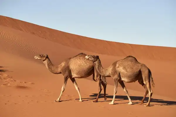 تعبیر خواب شتر مرده + برای زن متاهل و باردار و دختر مجرد