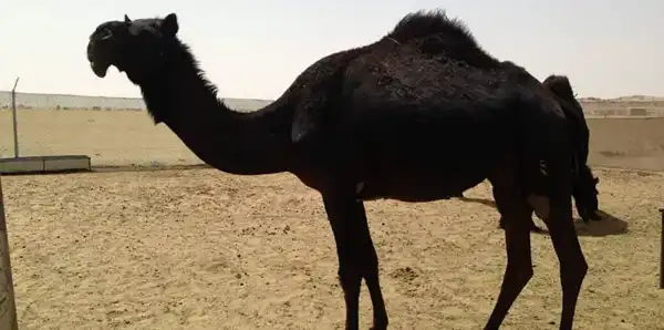 تعبیر خواب شتر سیاه رنگ برای زن متاهل و باردار و دختر مجرد