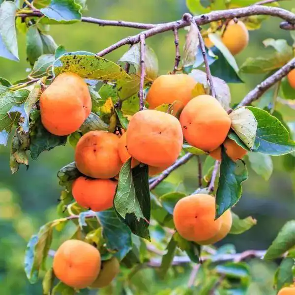 تعبیر خواب درخت خرمالو چیست + برای زن متاهل و باردار و دختر مجرد