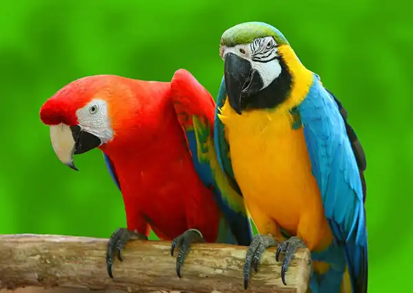 تعبیر خواب طوطی سخنگو + برای زن متاهل و باردار و دختر مجرد