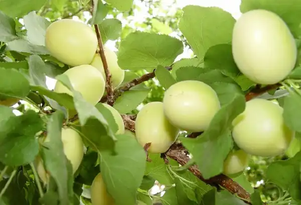 تعبیر خواب زردآلو سبز + برای زن متاهل و باردار و دختر مجرد