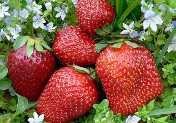 تعبیر خواب باغ توت فرنگی + برای زن متاهل و باردار و دختر مجرد
