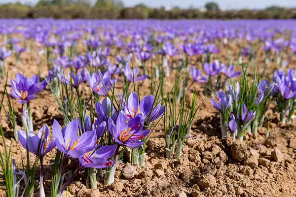 تعبیر خواب باغ زعفران + برای زن متاهل و باردار و دختر مجرد