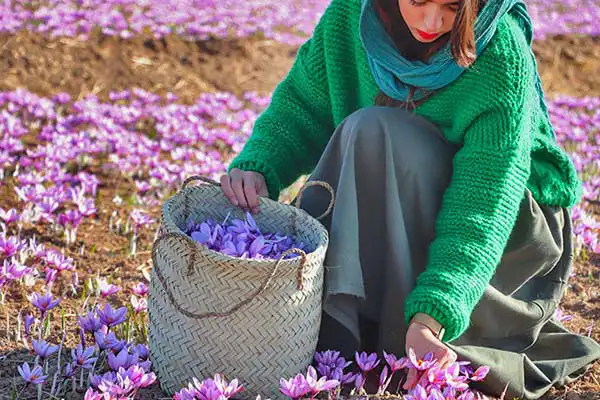 تعبیر خواب چیدن گل زعفران + برای زن متاهل و باردار و دختر مجرد