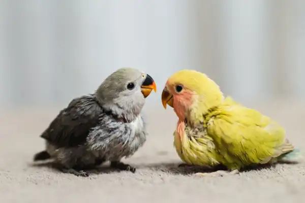 تعبیر خواب جوجه طوطی + برای زن متاهل و باردار و دختر مجرد