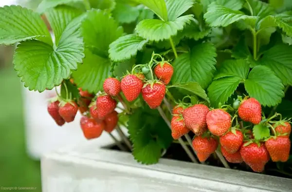 تعبیر خواب کاشتن توت فرنگی + برای زن متاهل و باردار و دختر مجرد