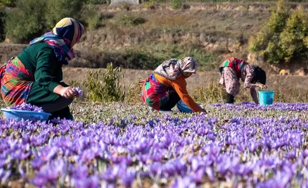 تعبیر خواب مزرعه زعفران + برای زن متاهل و باردار و دختر مجرد