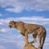 تعبیر خواب یوزپلنگ در خانه + برای زن متاهل و باردار و دختر مجرد