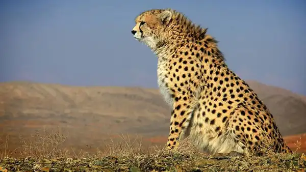 تعبیر خواب یوزپلنگ بزرگ + برای زن متاهل و باردار و دختر مجرد