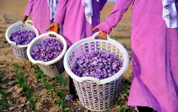 تعبیر خواب زعفران چیدن + برای زن متاهل و باردار و دختر مجرد