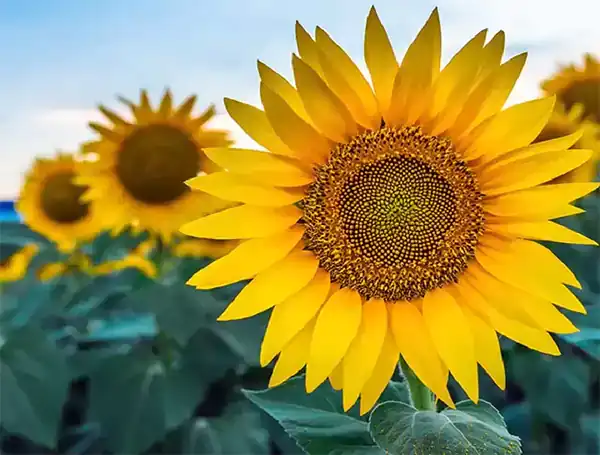 تعبیر خواب آفتابگردان + برای زن متاهل و باردار و دختر مجرد