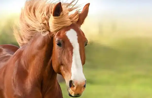 تعبیر خواب اسب مرده + برای زن متاهل و باردار و دختر مجرد
