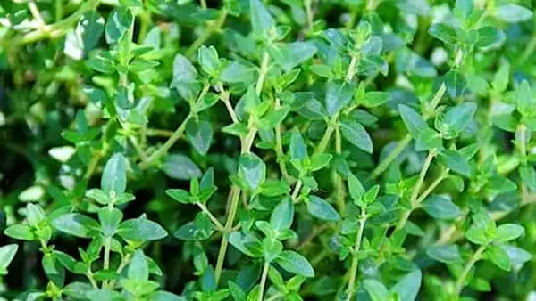 تعبیر خواب آویشن تازه + برای زن متاهل و باردار و دختر مجرد