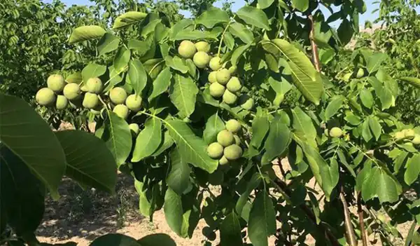 تعبیر خواب باغ گردو + برای زن متاهل و باردار و دختر مجرد