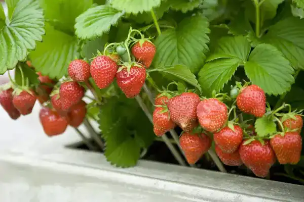 تعبیر خواب بوته توت فرنگی + برای زن متاهل و باردار و دختر مجرد