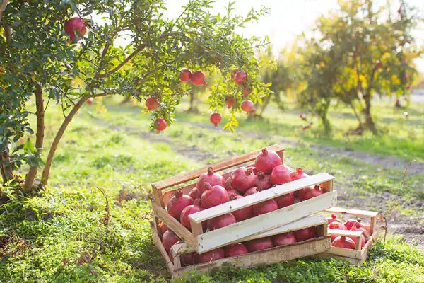 تعبیر خواب چیدن انار از درخت + برای زن متاهل و باردار و دختر مجرد