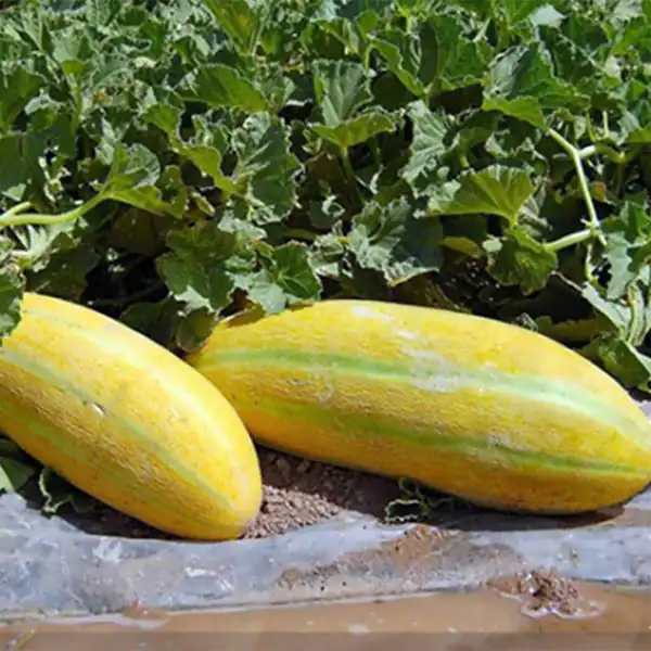تعبیر خواب خریدن خربزه مشهدی + برای زن متاهل و باردار و دختر مجرد