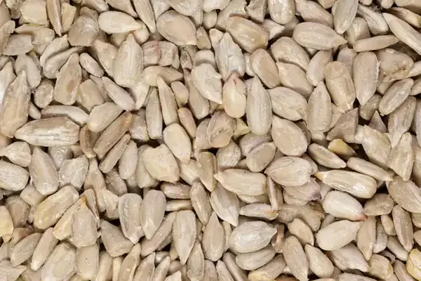 تعبیر خواب خوردن مغز تخمه آفتابگردان + برای زن متاهل و باردار و دختر مجرد