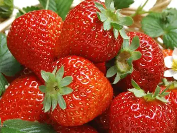 تعبیر خواب خوردن توت فرنگی + برای زن متاهل و باردار و دختر مجرد