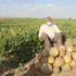 تعبیر خواب مزرعه طالبی + برای زن متاهل و باردار و دختر مجرد