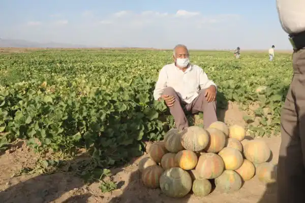 تعبیر خواب مزرعه طالبی + برای زن متاهل و باردار و دختر مجرد