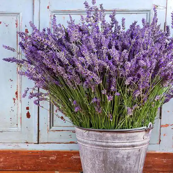تعبیر خواب اسطوخودوس + برای زن متاهل و باردار و دختر مجرد