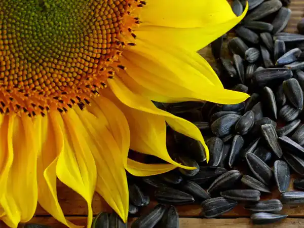 تعبیر خواب تخمه آفتابگردان ابن سیرین + برای زن متاهل و باردار و دختر مجرد
