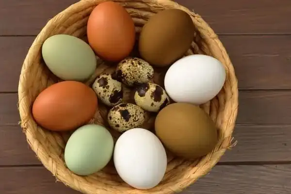 تعبیر خواب تخمه مرغ + برای زن متاهل و باردار و دختر مجرد