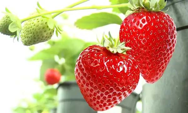 تعبیر خواب توت فرنگی حضرت یوسف + برای زن متاهل و باردار و دختر مجرد