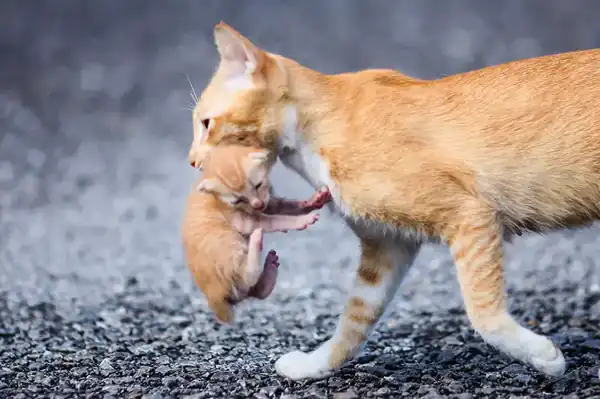 تعبیر خواب زایمان گربه + برای زن متاهل و باردار و دختر مجرد